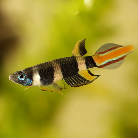 Killifish: Clown