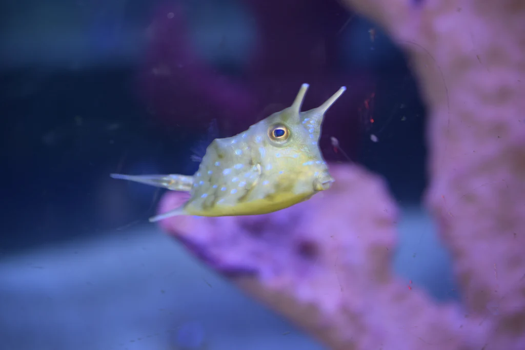 Long Horned Cowfish
