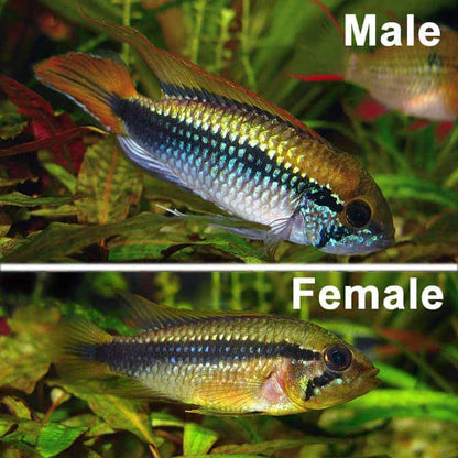 Cichlid: Apistogramma Agasizzi Double Red