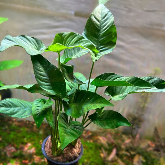 Anubias Barteri