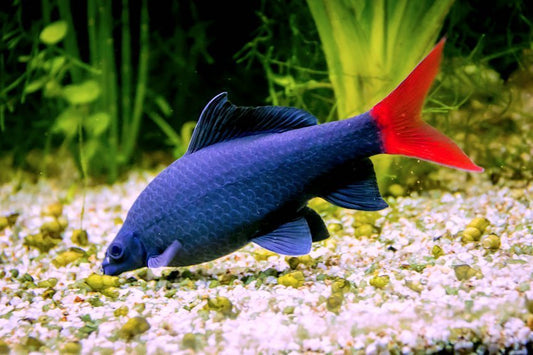 Redtail Black Shark
