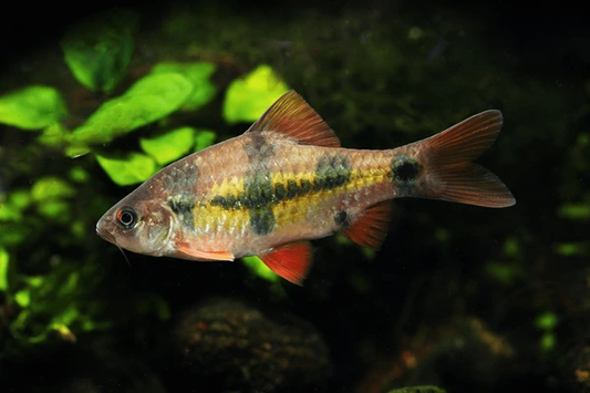 Clown Barb