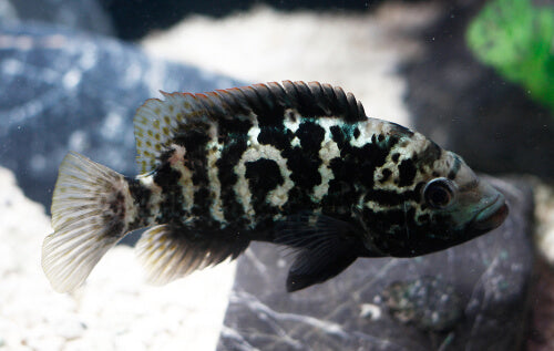 Cichlid: Cuban