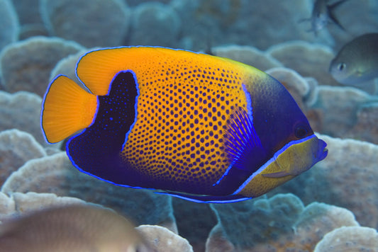 Majestic Angelfish