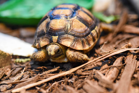 Greek Tortoise