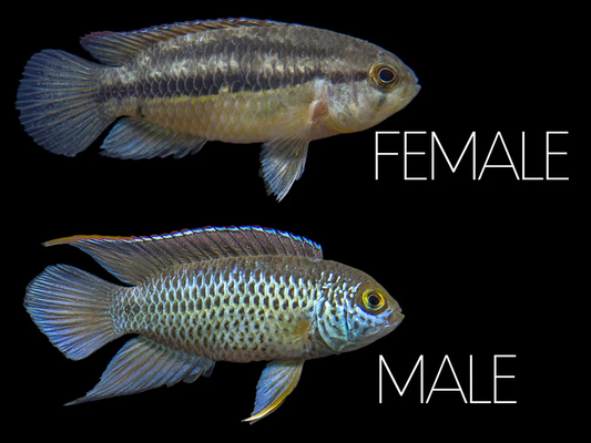 Golden Eye Dwarf Cichlid