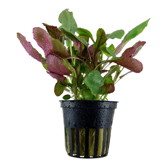 Lobelia Cardinals Gigantea