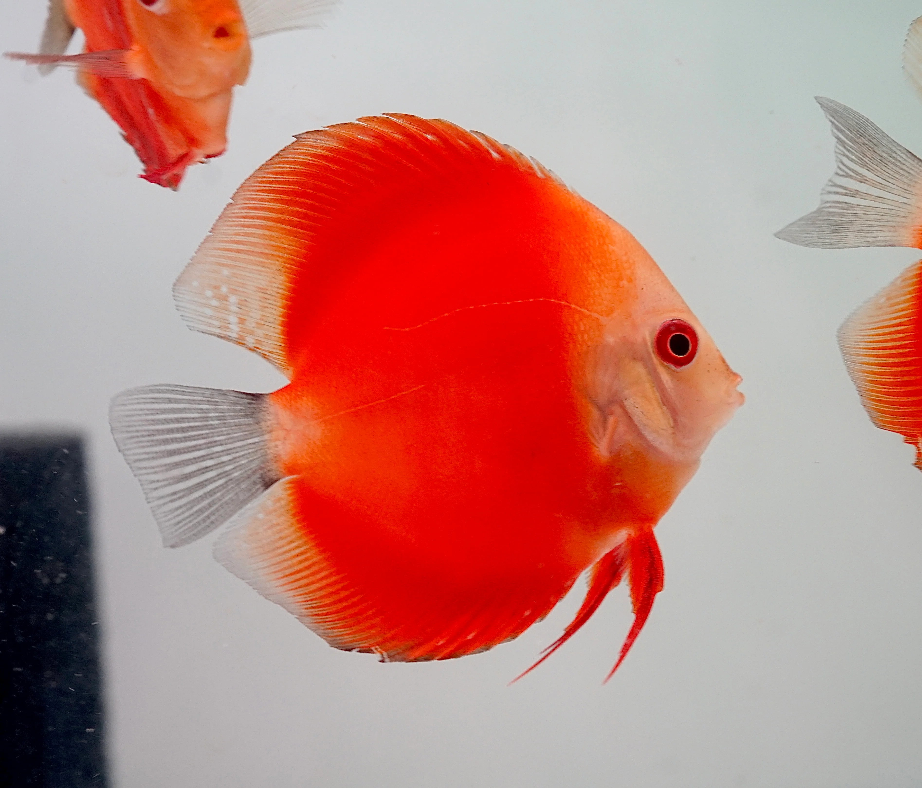 Red Melon Discus – Tropical Exotics