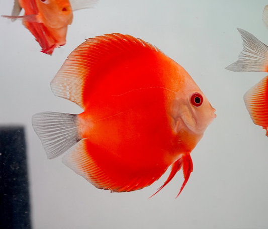 Red Melon Discus