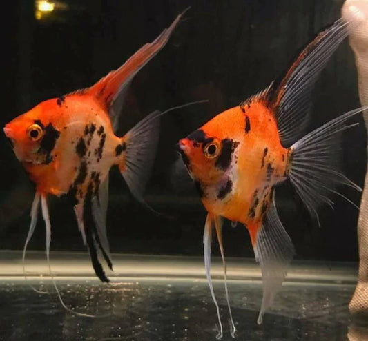Angelfish: Red Devil