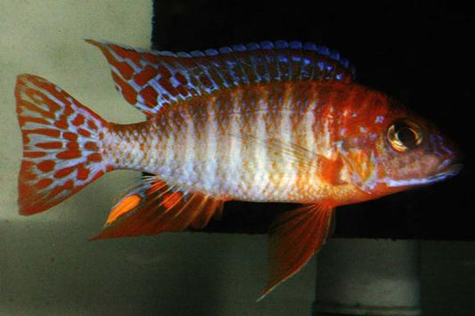 Ruby Red Peacock Cichid