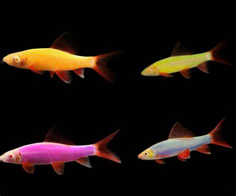 Glofish: Shark