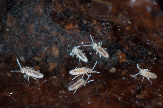 Springtail Culture