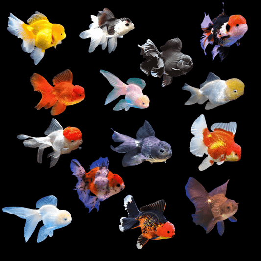 Goldfish: Assorted Oranda