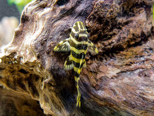 Leopard Frog Pleco L134