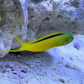 Green Canary Blenny