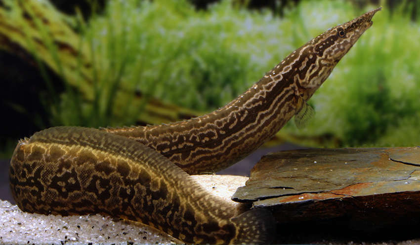 Eel: Burmese Tire Track