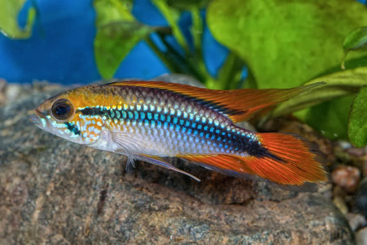 Cichlid: Apistogramma Agasizzi Double Red