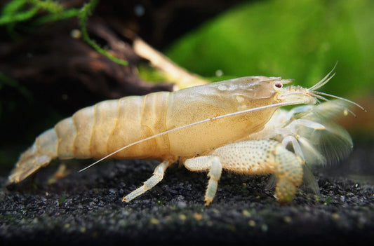 Vampire Shrimp