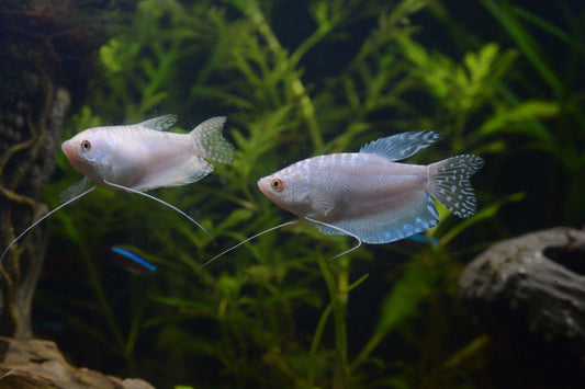 White Lavender Gourami