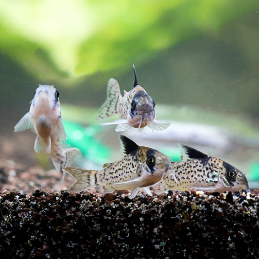 Corydoras: Bluespotted