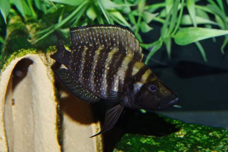 Tembwe Black Compressiceps