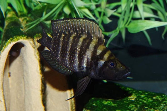 Tembwe Black Compressiceps