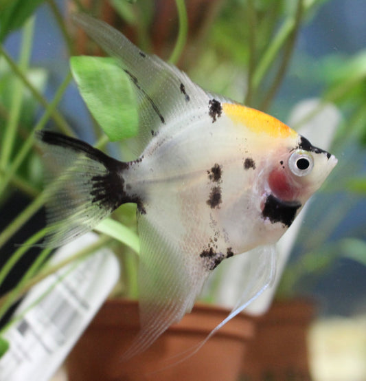 Angelfish: Koi