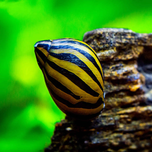 Snail: Zebra Nerite