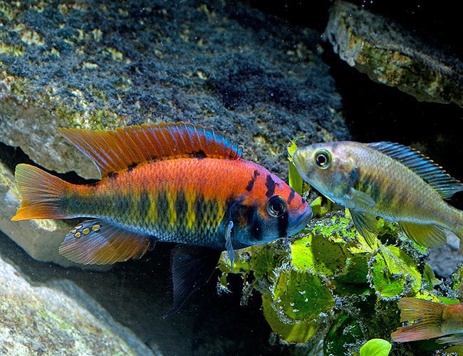 African Cichlid: Flameback