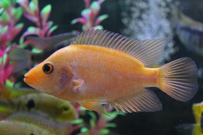 Cichlid: Red Devil