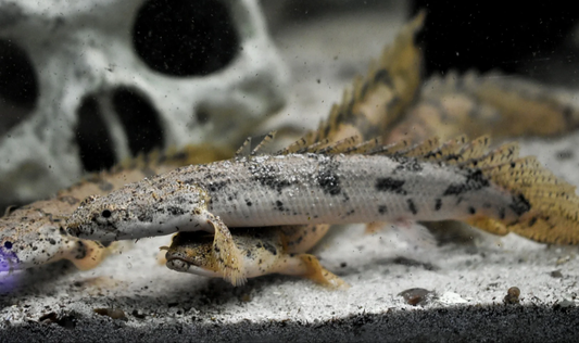 Bichir: Endlicheri