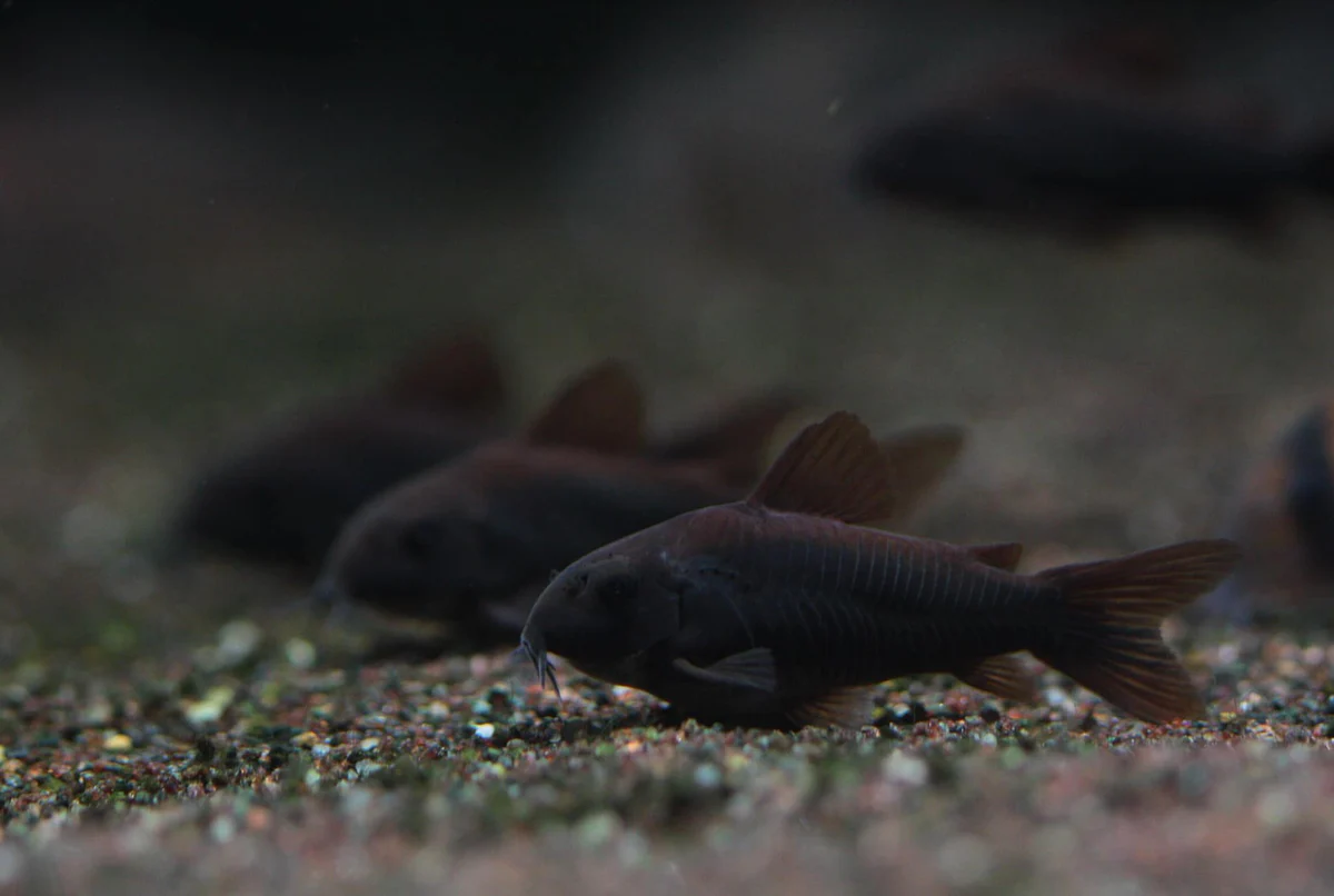 Black Venezuelan Cory