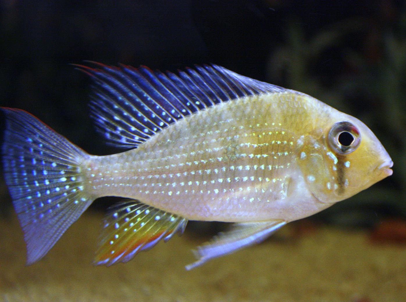 Threadfin Acara
