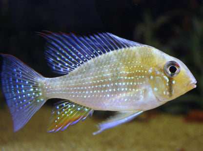 Threadfin Acara