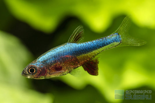 Neon Blue Rasbora