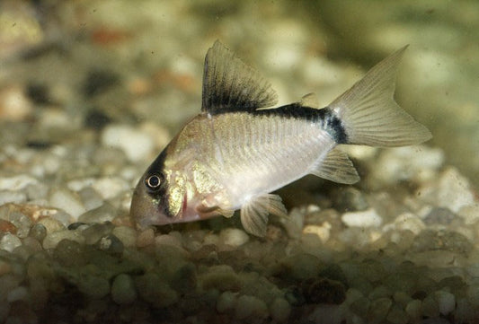 Corydoras: Bandit