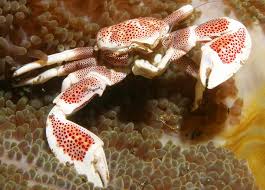 Porcelain Crab