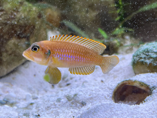 Lamprologus Ocellatus