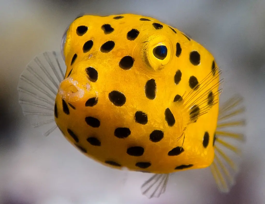 Yellow Boxfish