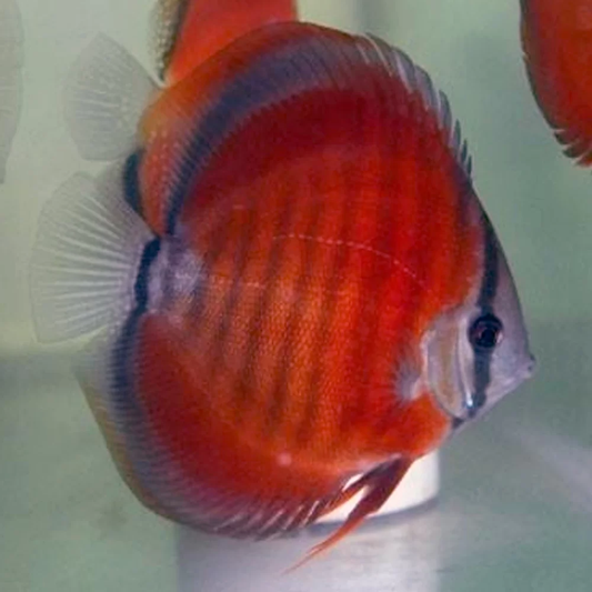 Rose Discus