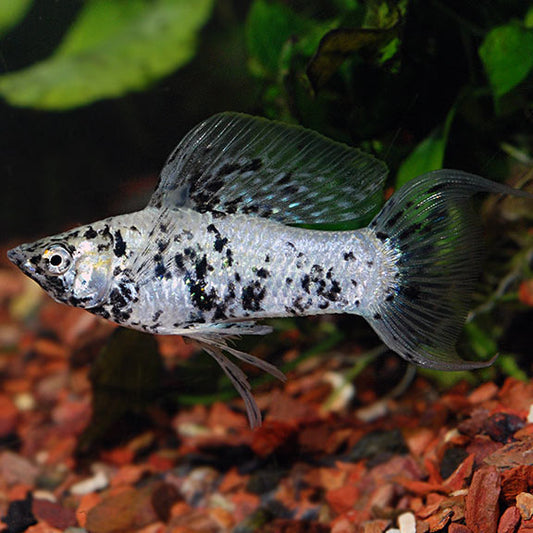 Dalmatian Sailfin Lyretail Molly