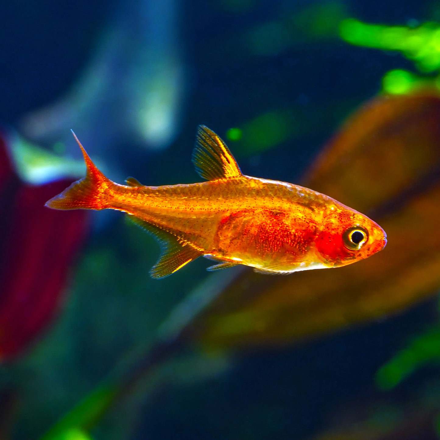 Ember Tetra