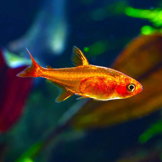 Tetra: Ember