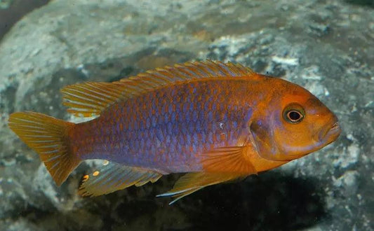 Rusty Cichlid
