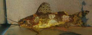 Yellow Banded Catfish