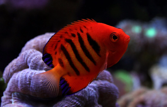 Angelfish: Flame