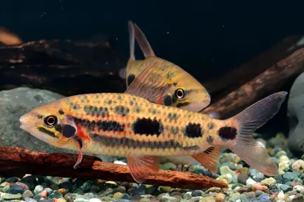 Clown Spotted Leporinus