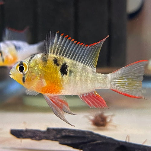Cichlid: Bolivian Ram