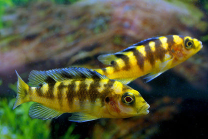 African Cichlid: Maylandia Ornatus Bumblebee